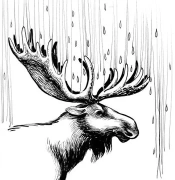 Moose in the rain Illustrazione stock