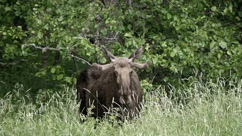 Moose reaches for some nice plants to eat. Video stock 295820639