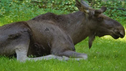 Moose relaxing Stock Footage 243385313