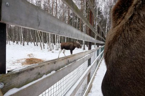 Moose in the reserve in winter. Stock Photos