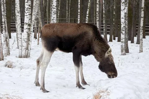 Moose in the reserve in winter. Foto stock