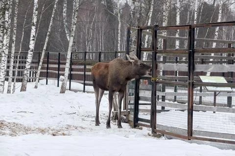 Moose in the reserve in winter. Foto stock