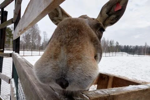 Moose in the reserve in winter. Foto stock