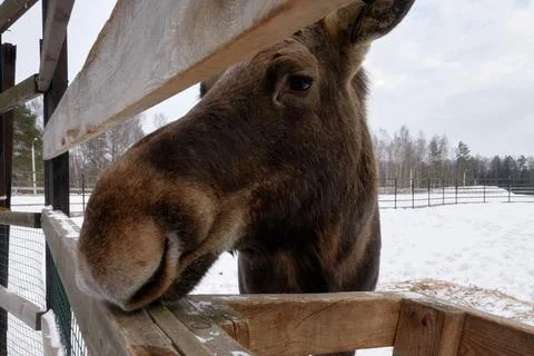 Moose in the reserve in winter. Foto stock