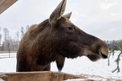 Moose in the reserve in winter. Foto stock