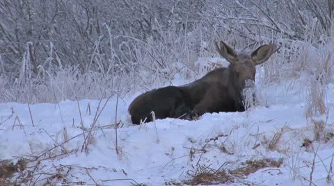Moose Resting in Alaskan Snow Reverse Zoom Stock Footage 10563049