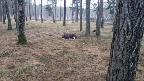 Moose resting on the grass Stock Photos