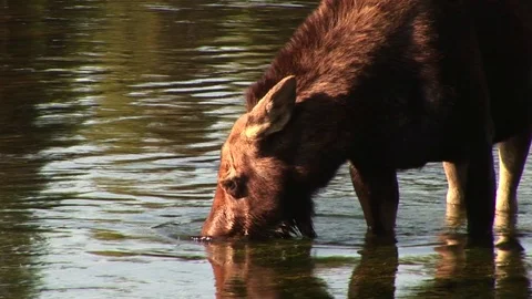 A moose in a river Stock Footage 72571631