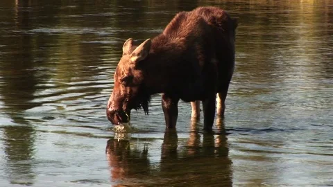 A moose in a river Vídeos de archivo 72571637