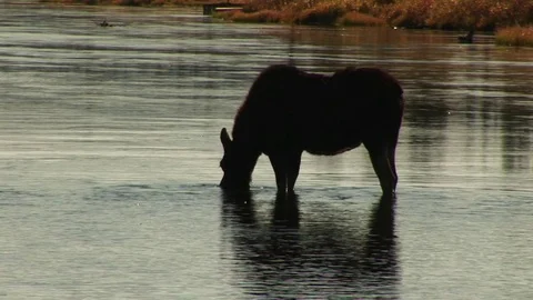 A moose in a river Stock Footage 72571701