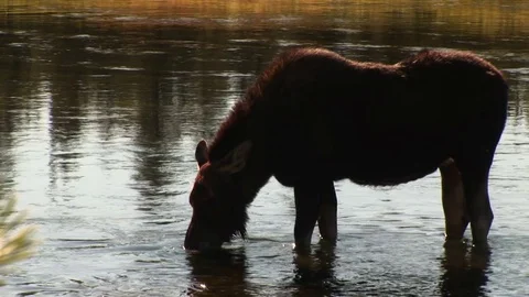 A moose in a river Stock Footage 72571704
