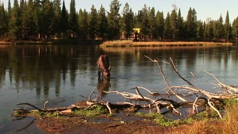 A moose in a river Vídeo Stock 72571706