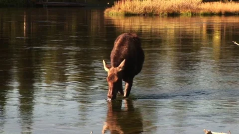 A moose in a river Stock Footage 72571707