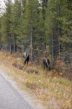 Moose on the road in Jasper. Canada. Stock Photos