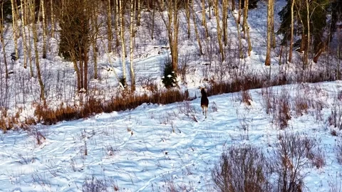 Moose running across a snowy hillside near forest edge, wild winter wildlife Stock Footage 327806632