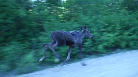 Moose Running Along Path Stock Footage