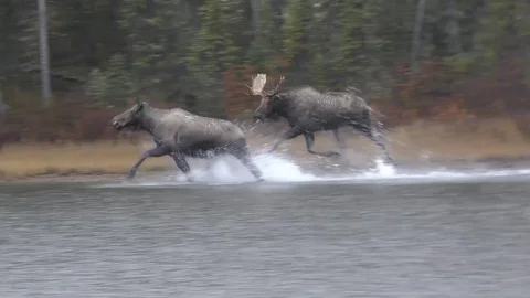 Moose in rut Video stock 121066398