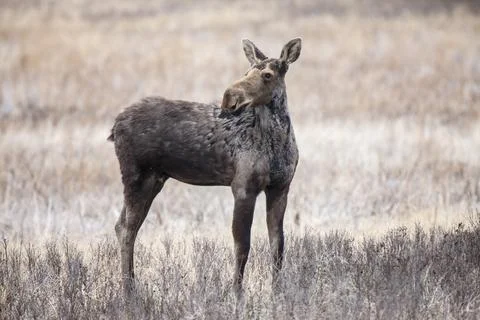 Moose in Saskatchewan Stock Photos