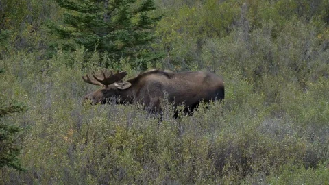 Moose shakes his head Stock Footage 120075807