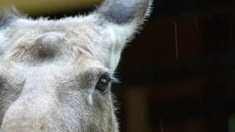 Moose shaking fur 스톡 동영상 198006211