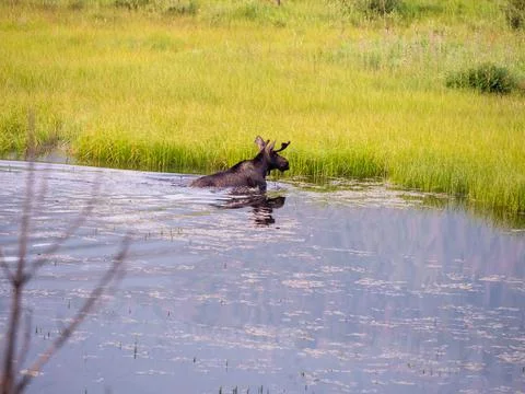A moose from the side climbing out of the marsh water. Stock Photos