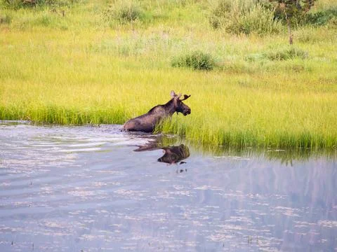 A moose from the side climbing out of the marsh water. Stock Photos