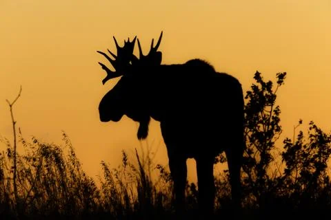 Moose Silouette Stock Photos
