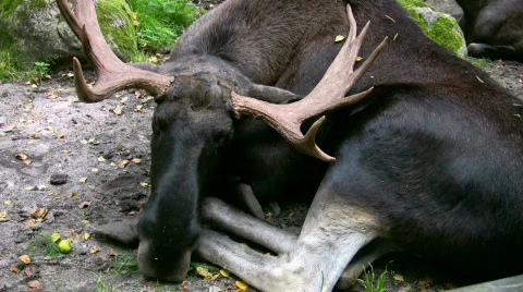 Moose sitting in the grass 1 스톡 동영상 540978