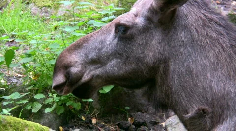 Moose sitting in the grass 2 스톡 동영상 541000