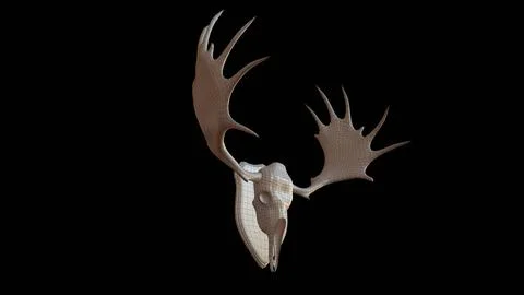 Moose Skull ~ 3D Model ~ Download #96443210 | Pond5