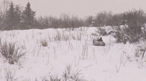 Moose sleeping in snow Stock Footage 1624188