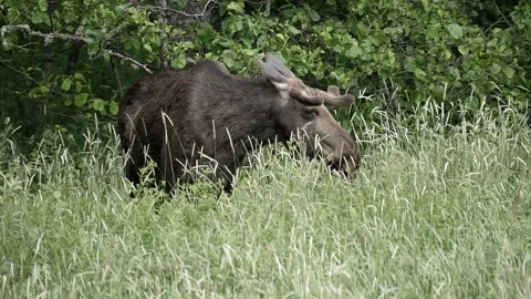 A moose in slow motion chewing on plants. Video stock 295820242