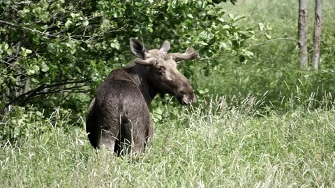 Moose slowly turns its head while eating grasses. Video stock 295820291