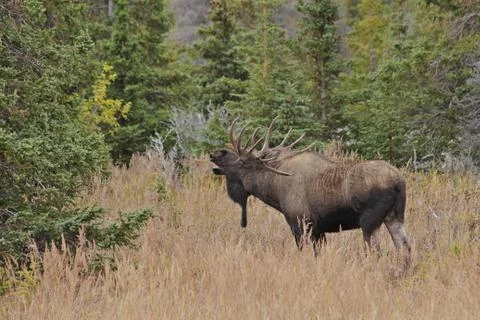 Moose sniff Stock Photos