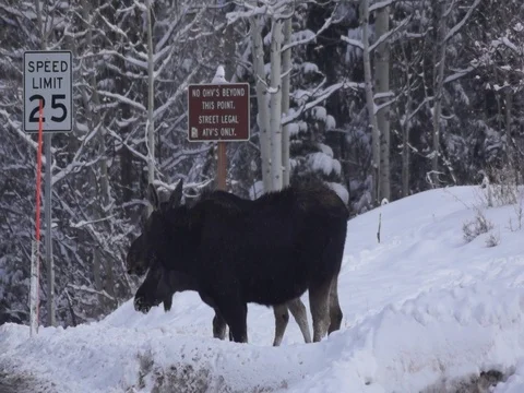 Moose in the snow Stock Footage 85028936