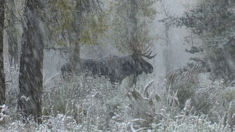 Moose In Snow Storm Video stock 82177081