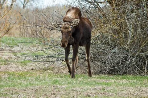 Moose in spring Foto stock