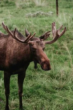 Moose standing at attention while grazing at a nature preserve in alaska Photos