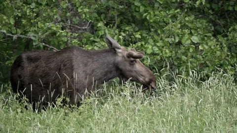 Moose standing in a field chewing plants. Video stock 295820678