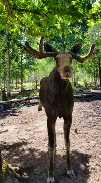 Moose standing in a forest clearing during daytime near trees Stock Photos