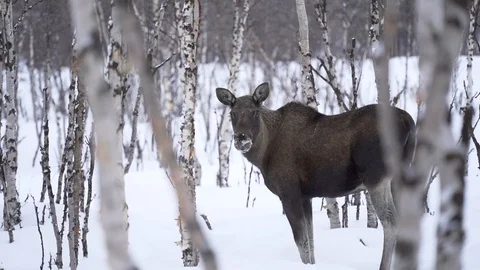 Moose standing in forest in winter Stock Footage 129164721