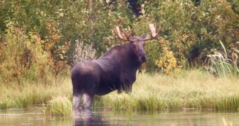 Moose Standing in Shallow Water Stock Photos
