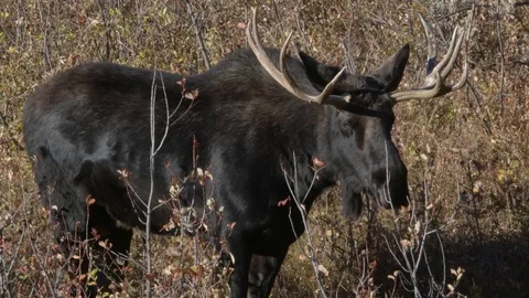 Moose standing on a side hill in the fall Stock Footage 116904962