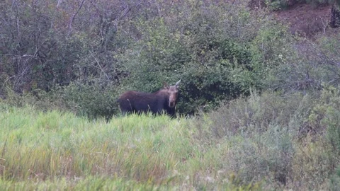 Moose Standing Still 库存影片 182283395