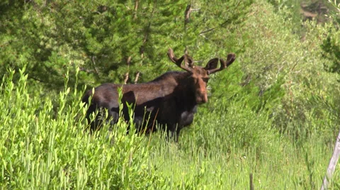 Moose standing in treeline 库存影片 33071319