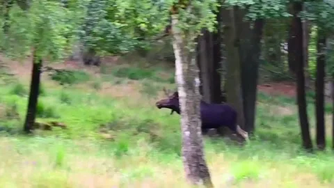 Moose stands in a forest clearing in Germany during summer 2022, surrounded.. Stock Footage 340194044