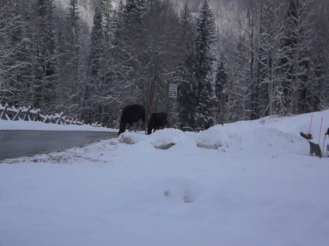 Moose startled by a truck Stock Footage 85040239