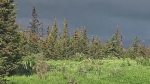 Moose on Stormy Forest Ridge 스톡 동영상 8536575