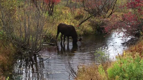 A moose by a stream Stock Footage 72571642