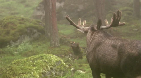A moose, Sweden. Video stock 51822881